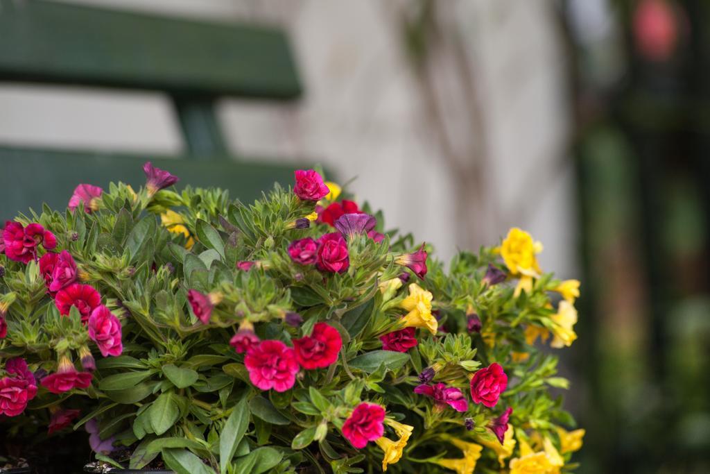 Pension Altstadt บอร์นา ภายนอก รูปภาพ